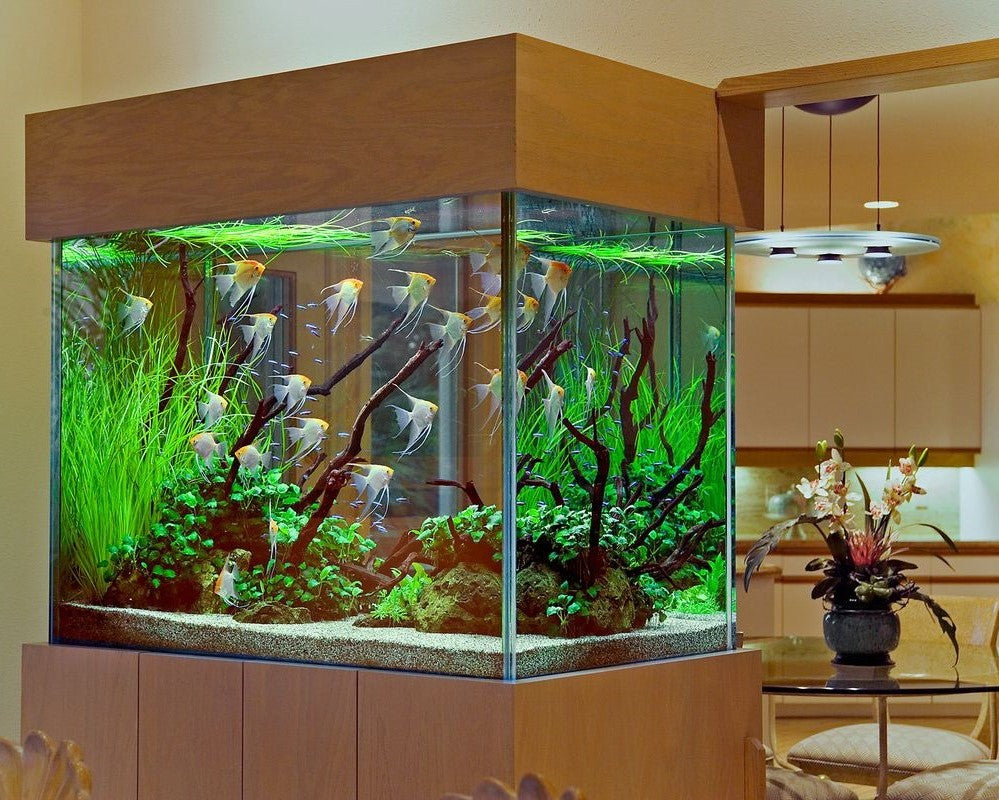 Goldfish Tank Building Materials photo
